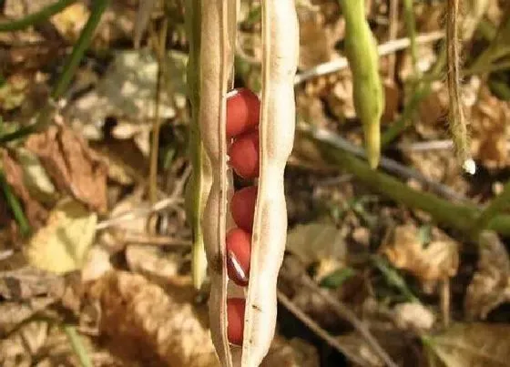 植物百科|红豆和赤豆一样吗 外形、营养和吃法都有区别