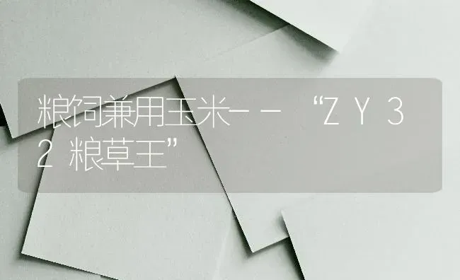 粮饲兼用玉米--“ZY32粮草王” | 粮油作物种植