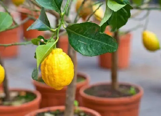 植物文学|柠檬的生长过程