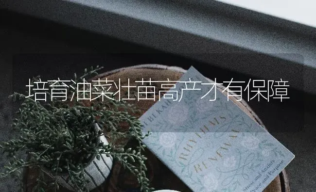 培育油菜壮苗高产才有保障 | 粮油作物种植