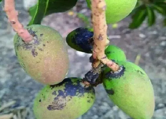 植物病害|芒果炭疽病的发病原因与治疗方法