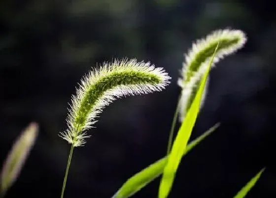 植物百科|狗尾巴草是什么植物