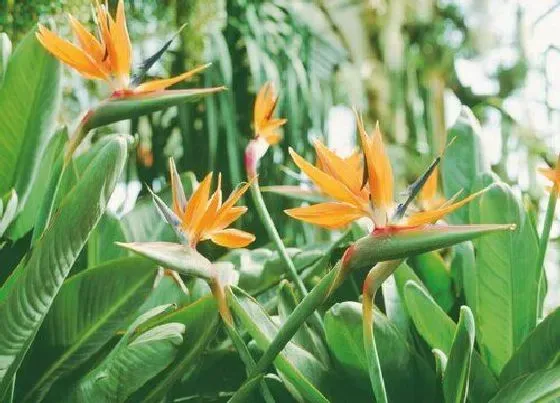 开花时间|天堂鸟什么时候开花 一般几月份开花