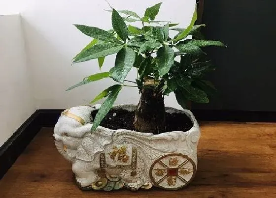 植物文学|发财树的生长过程