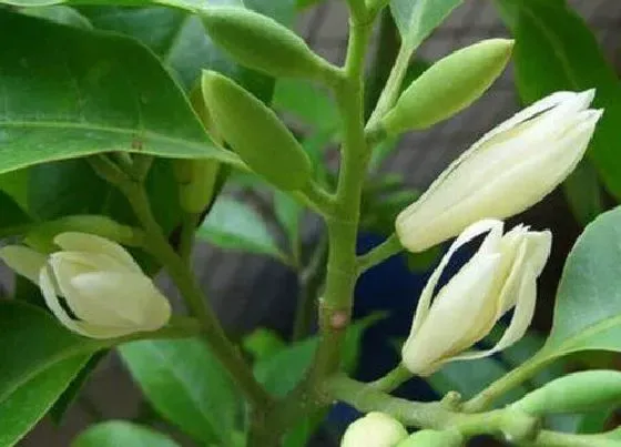 植物繁殖|白兰花怎么繁殖方法和注意事项