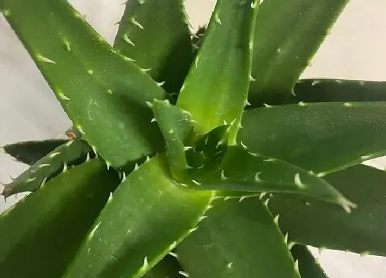 花期|芦荟花期是什么时候