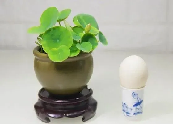 种植土壤|碗莲可以用沙子种吗