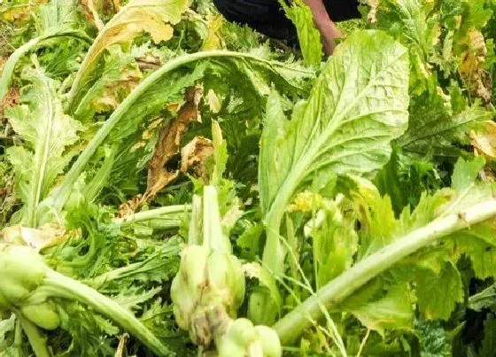 种植方法|北方榨菜种植时间和方法