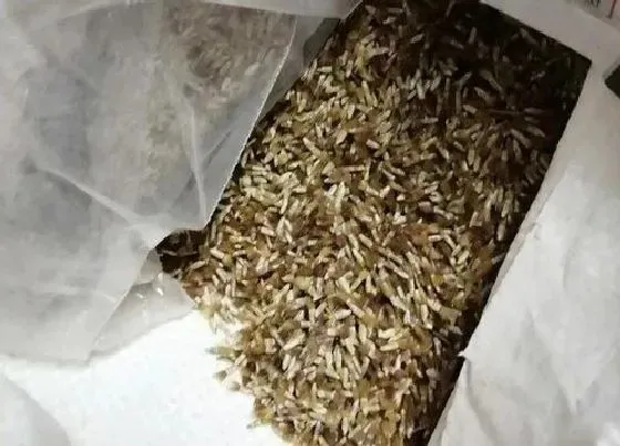 植物播种|矢车菊什么时候播种最好
