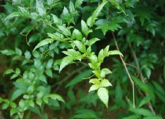 植物种类|藤茶和绞股蓝是一种植物吗