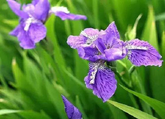 种植管理|鸢尾花什么季节种植好