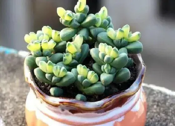 植物施肥|多肉怎么施肥才能更旺盛，如何给多肉施肥料又肥又胖）