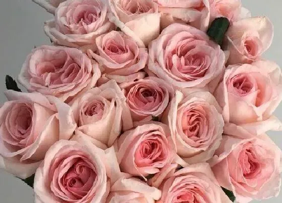 植物寓意|粉色玫瑰代表什么象征意义
