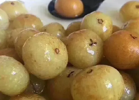 食用科普|油柑是热性还是凉性