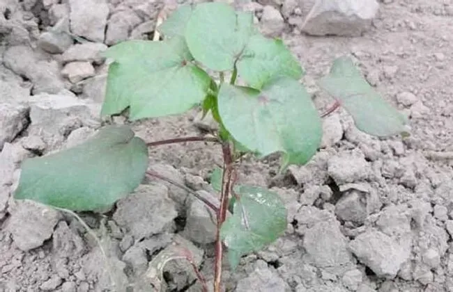 种植管理|一颗棉花结多少个棉桃，怎么种棉花一株能多多个桃子）