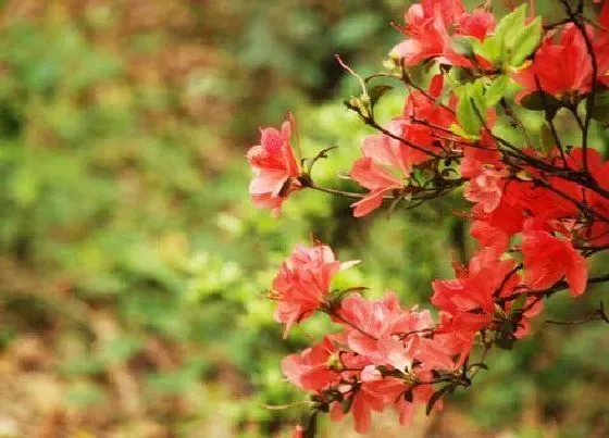 植物种类|映山红哪个品种最值钱（什么颜色映山红最漂亮）