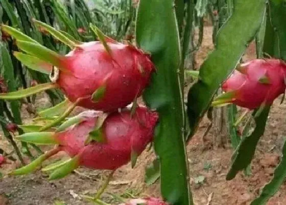 植物百科|火龙果长在什么地方