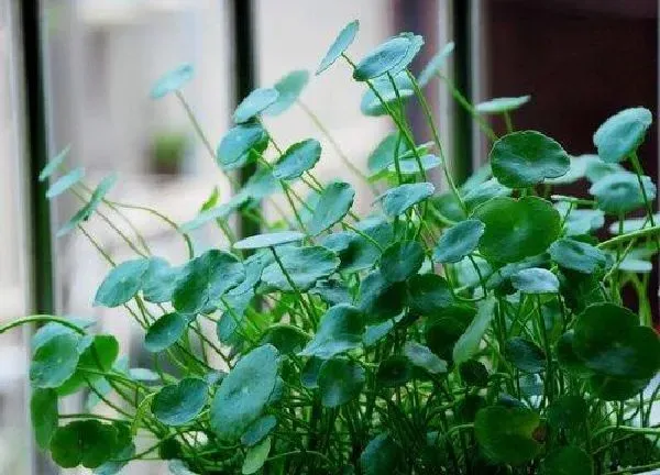 养殖科普|铜钱草怕晒吗 怕阳光晒吗