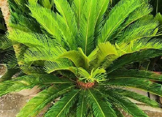 植物寓意|铁树的寓意和风水象征 铁树在风水上有什么意义说法