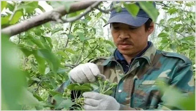 杨梅疏花疏果技术要点 | 种植资料