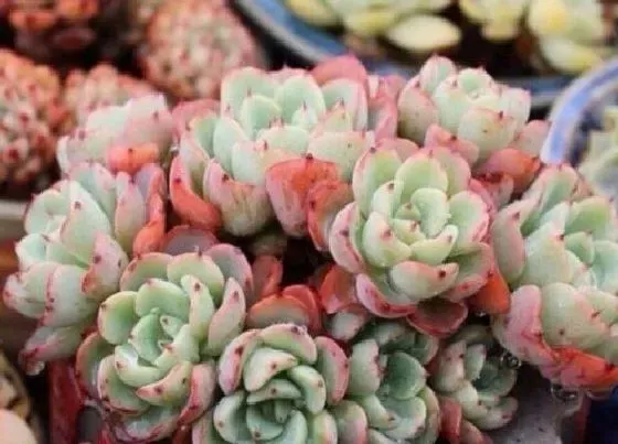 植物施肥|多肉喜肥吗 喜欢施什么肥料