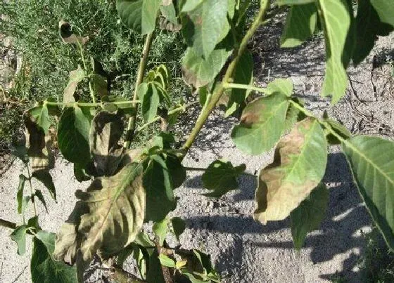 植物虫害|核桃树病虫害防治技术与方法措施