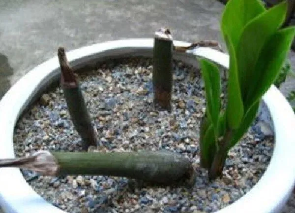 植物扦插|金钱木可以扦插吗