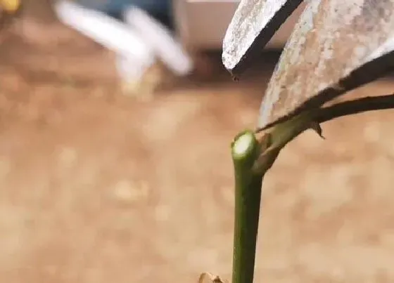 植物修剪|盆栽月季怎么修剪方法