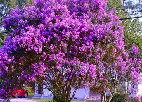 花卉百科|安阳的市花是什么花 紫薇花的象征意义