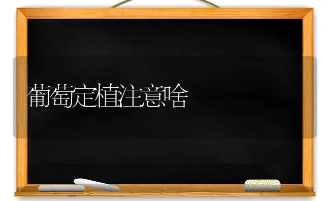 葡萄定植注意啥 | 瓜果种植
