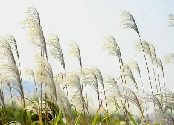 开花时间|芦苇什么时候开花 花是什么颜色