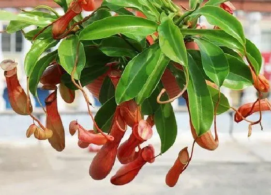 植物百科|猪笼草开花吗 开花是什么样的