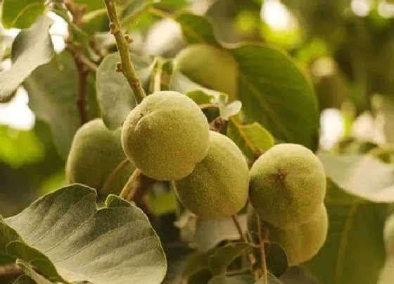 植物修剪|核桃树怎么修剪方法