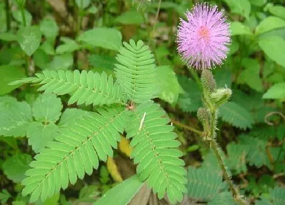 花卉百科|秋季开的花有哪些 秋季开花的花卉有哪些