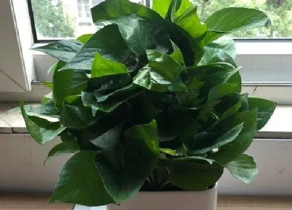 植物浇水|室内绿萝多久浇一次水