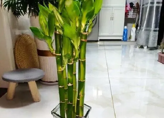 植物修剪|转运竹怎么修剪方法