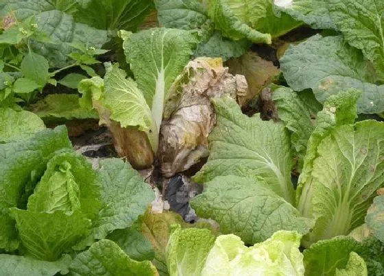 植物病害|蔬菜软腐病用什么药