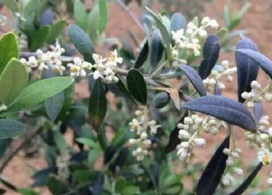 植物寓意|代表和平的植物有哪些