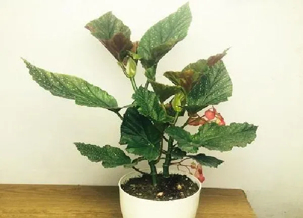 盆景|竹节海棠用大盆还是小盆
