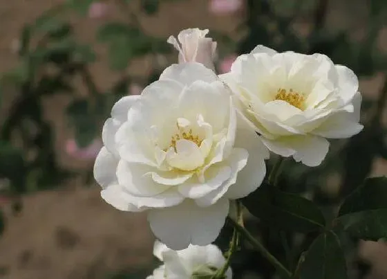 庭院摆放|能过冬的庭院花卉植物 北方院子里冬天能越冬的花