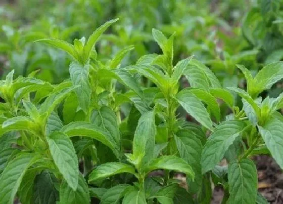 种植方法|香草种植时间和方法