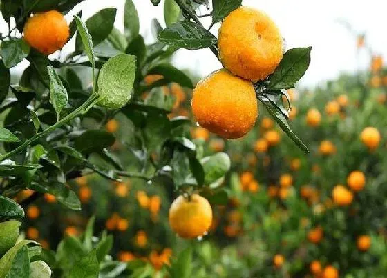 果实诊疗|柑橘落果是什么原因造成的