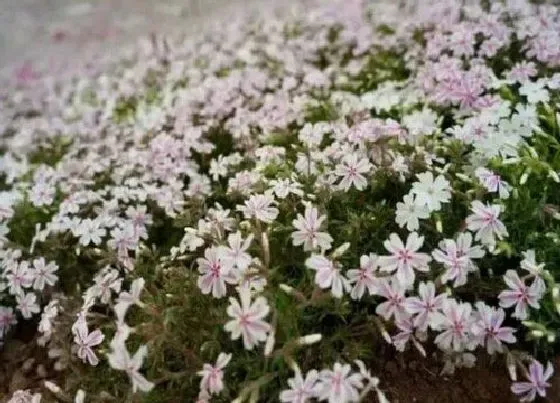 植物百科|芝樱花是多年生还是一年生植物 种植当年开花吗