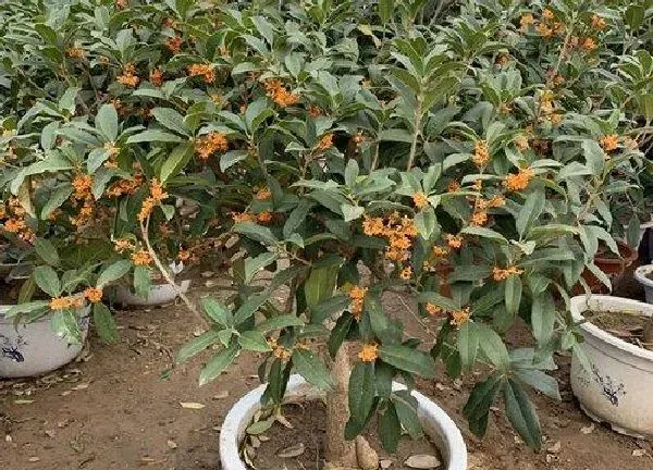 养殖方法|金桂怎么养才能开花多