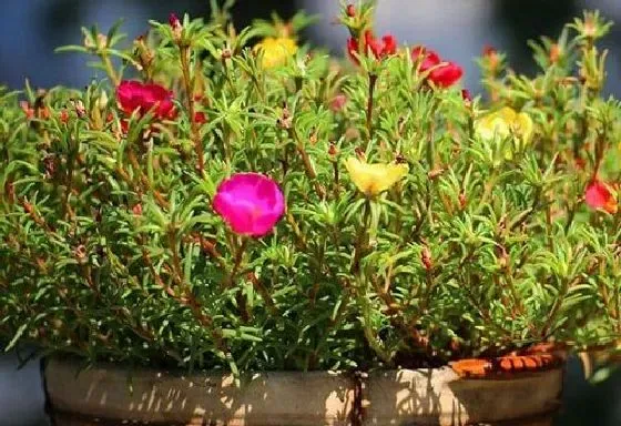种植管理|太阳花打顶时间及方法步骤(图解)