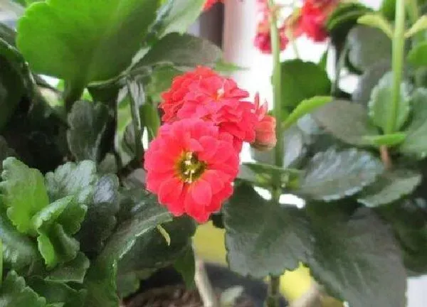 养殖方法|如意花怎么水养
