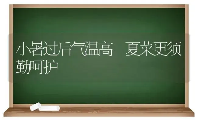 小暑过后气温高 夏菜更须勤呵护 | 蔬菜种植