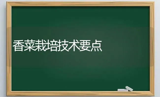 香菜栽培技术要点 | 蔬菜种植
