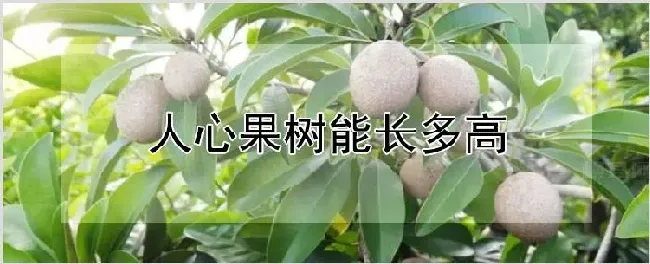 人心果树能长多高 | 自然知识