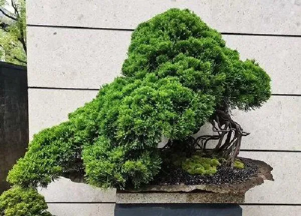 植物移栽|黑松什么时候换盆好